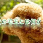 犬の毛玉とは何か?危険?