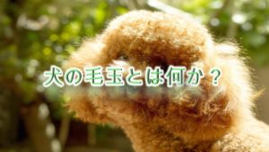 犬の毛玉とは何か?危険?