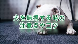 犬を無視する時の注意点やコツ