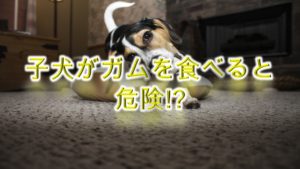 子犬がガムを食べると危険!?【犬用のお菓子を与える時期なども詳しく解説】