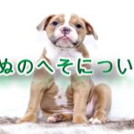 犬におへそはある?どこにある?【いぬのへそについて】