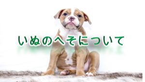犬におへそはある?どこにある?【いぬのへそについて】