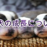 子犬の成長について【どのように成長していくのかをざっくり解説】
