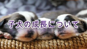 子犬の成長について【どのように成長していくのかをざっくり解説】