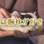 犬は腕枕が好き？