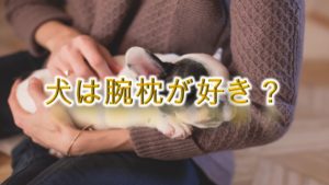 犬は腕枕が好き?