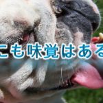 犬にも味覚はある?人間の味覚とは何が違う?