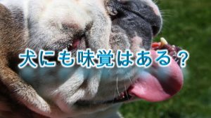 犬にも味覚はある?人間の味覚とは何が違う?