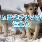 犬と雪遊びする時の注意点