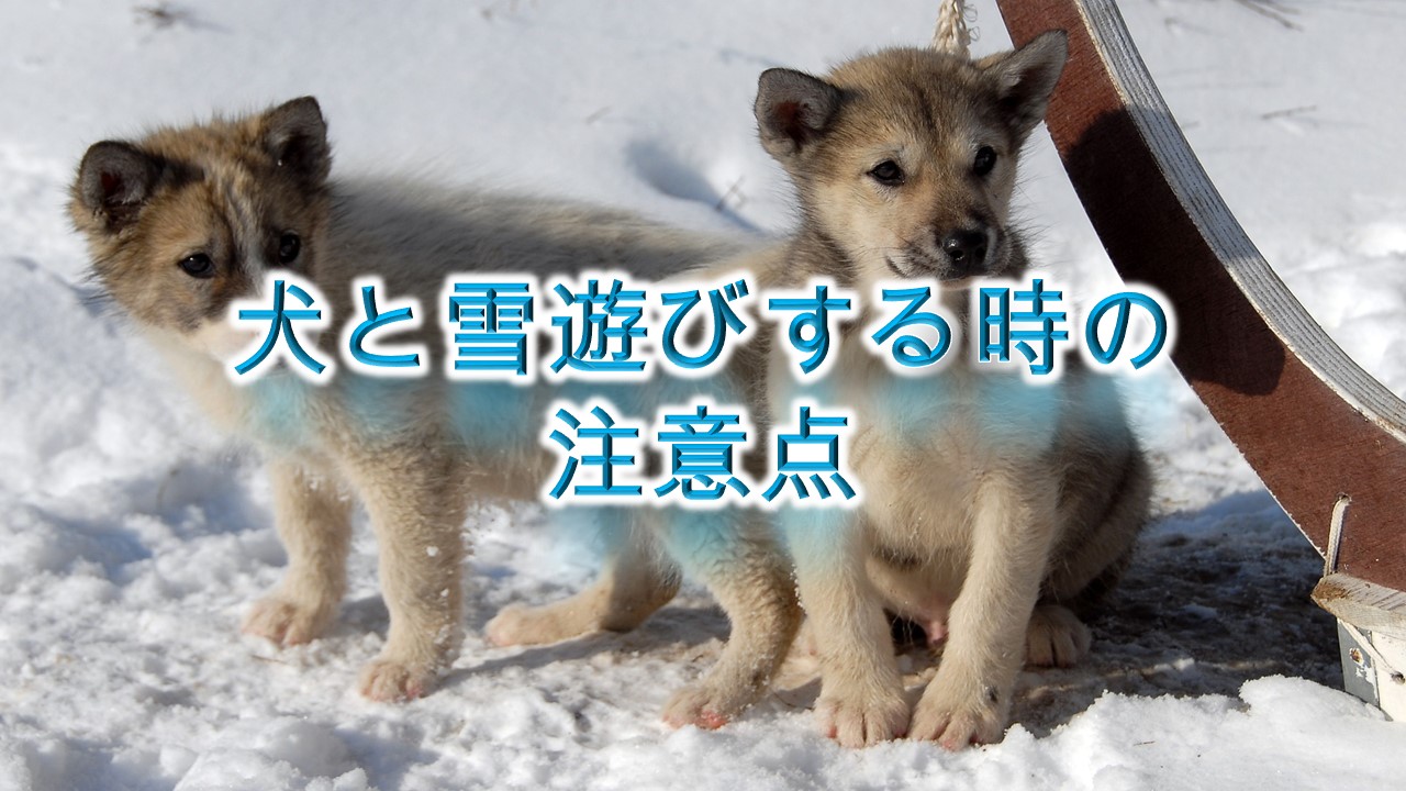 犬と雪遊びする時の注意点