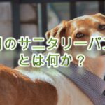 犬用のサニタリーパンツとは何か?