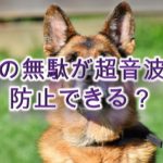 犬の無駄吠えが超音波で防止できる?