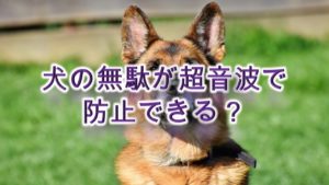 犬の無駄吠えが超音波で防止できる?