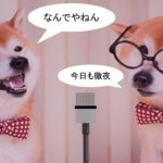 犬の笑顔について【犬は心から笑わない?笑う?】