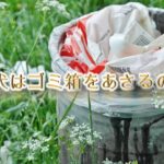なぜ犬はゴミ箱をあさるのか?【理由を知り、対策を】