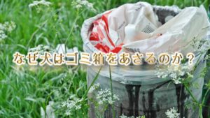 なぜ犬はゴミ箱をあさるのか?【理由を知り、対策を】