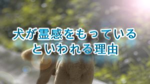 犬が霊感をもっているといわれる理由