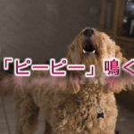 犬が「ピーピー」鳴く理由