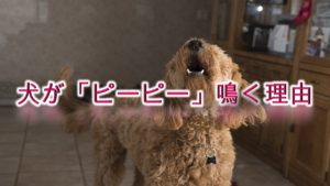 犬が「ピーピー」鳴く理由