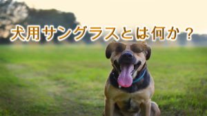 犬がポテチ ポテトチップス を食べると危険 犬のポテチの注意点 愛犬家が集まる Dogi