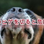 犬のヒゲを切ると危険?【いぬの髭の役割について】