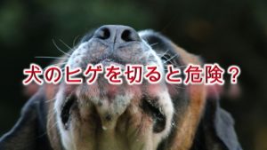 犬のヒゲを切ると危険?【いぬの髭の役割について】