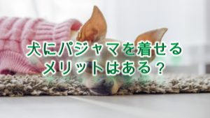 犬にパジャマを着せるメリットはある?
