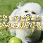 犬にとってビタミンCはどんな効果がある?【犬とビタミンCの関係】