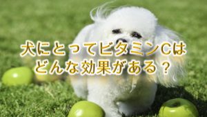 犬にとってビタミンCはどんな効果がある？【犬とビタミンCの関係】