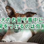 犬のお留守番中に暖房をつけるのは危険?