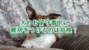 犬のお留守番中に暖房をつけるのは危険?