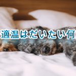 犬の適温はだいたい何度?