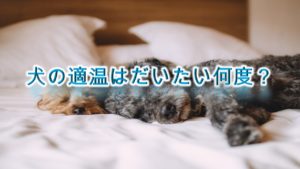 犬の適温はだいたい何度?