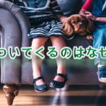 犬がついてくるのはなぜか?【いぬが飼い主と離れない理由】
