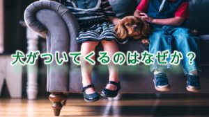 犬がついてくるのはなぜか?【いぬが飼い主と離れない理由】