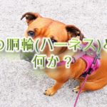 犬の胴輪(ハーネス)とは何か?