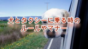 犬とタクシーに乗る時のルールやマナー