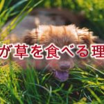 犬が草を食べる理由