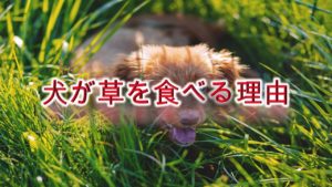 犬が草を食べる理由