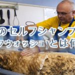 犬のセルフシャンプー(セルフウォッシュ)とは何か?