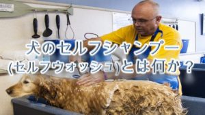 犬のセルフシャンプー(セルフウォッシュ)とは何か?