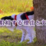 犬が粗相する理由と対応策
