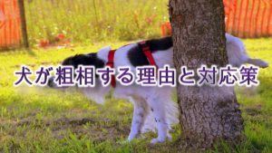 犬が粗相する理由と対応策