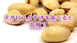 犬がピスタチオを食べると危険？【犬のピスタチオの注意点】