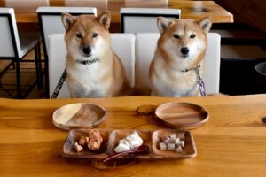 柴犬の食事